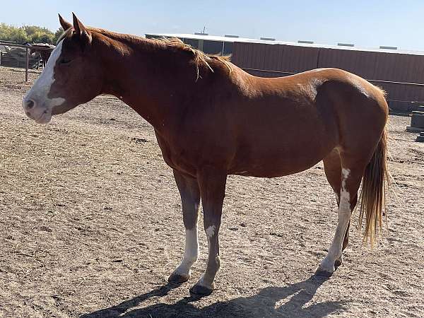 overo-white-socks-horse