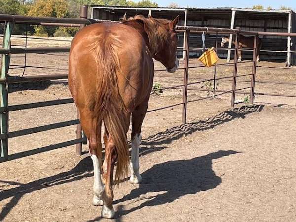 overo-apha-mare