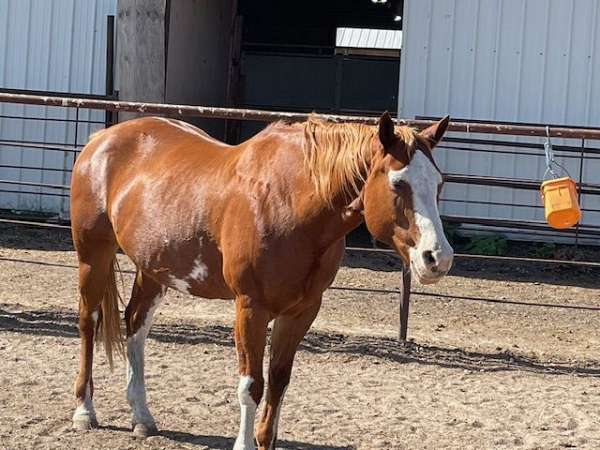 overo-apha-horse