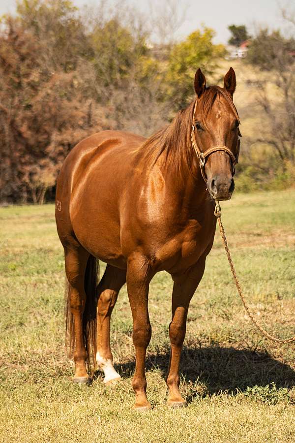 quarter-horse-gelding