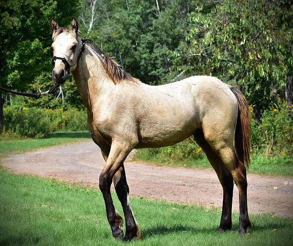 eventing-single-footing-horse