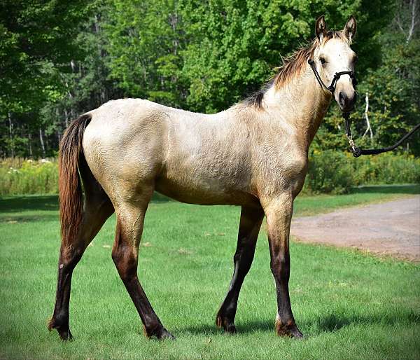 western-riding-single-footing-horse