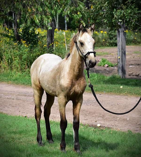 buckskin-single-footing-stallion