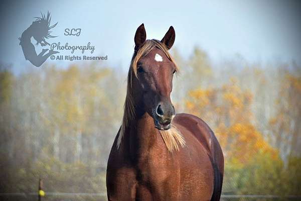 buckskin-pacing-horse