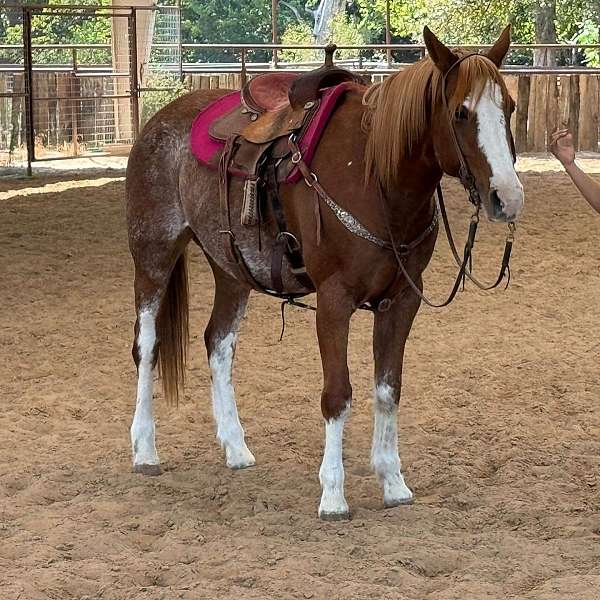 hunted-on-quarter-pony