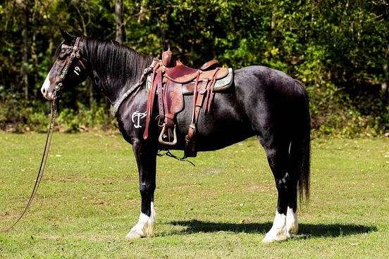 gymkhana-shire-horse