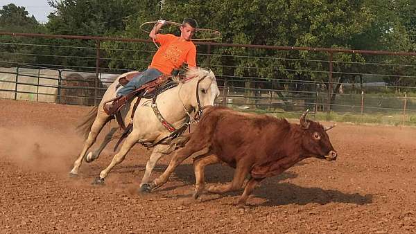 all-around-gelding-quarter-pony