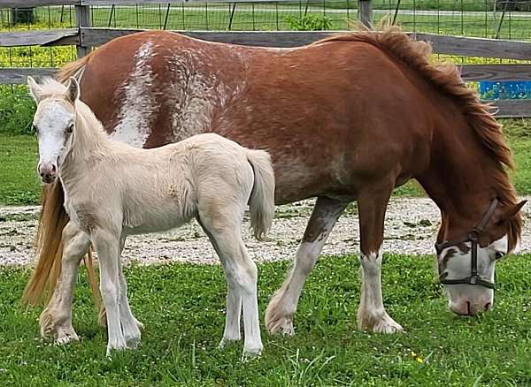 3-stockings-a-sock-horse