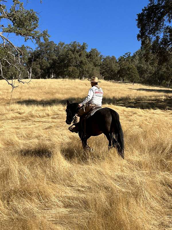 black-athletic-horse