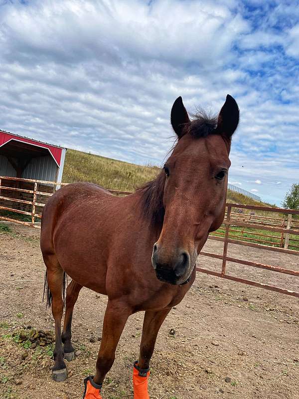 welsh-pony-gelding