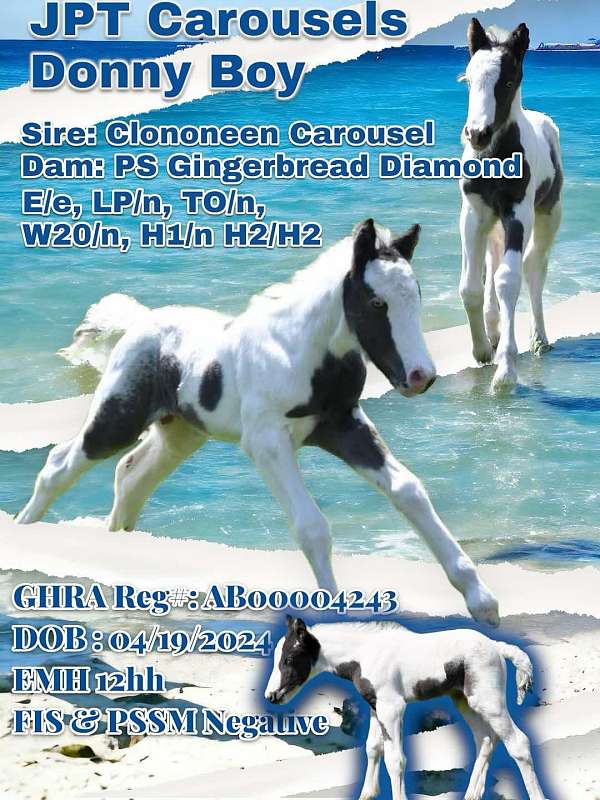 champion-gypsy-vanner-spotted-horse