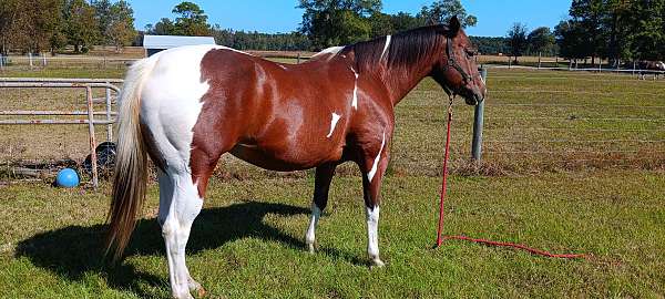 bay-tobiano-horse