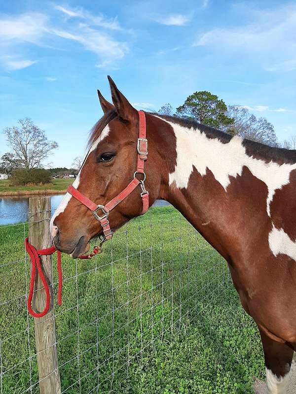 tobiano-horse