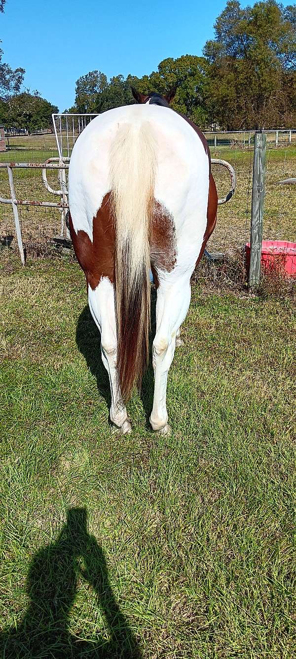 halter-paint-horse