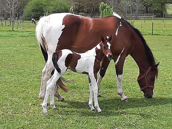 homozygous-black-paint-horse