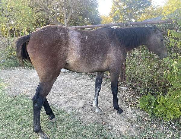 project-arabian-half-arabian-horse