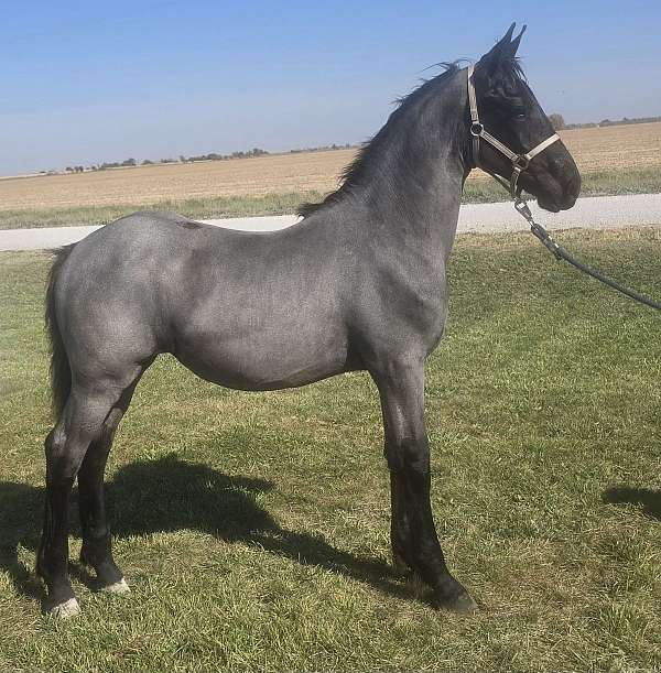 weanling-filly-friesian-horse