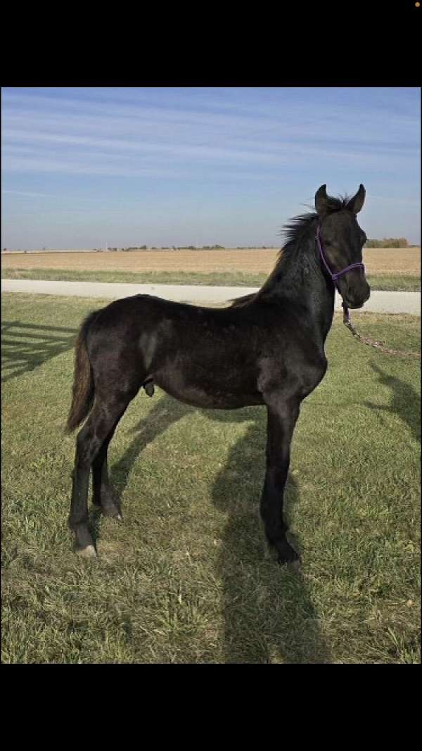 show-colt-friesian-horse