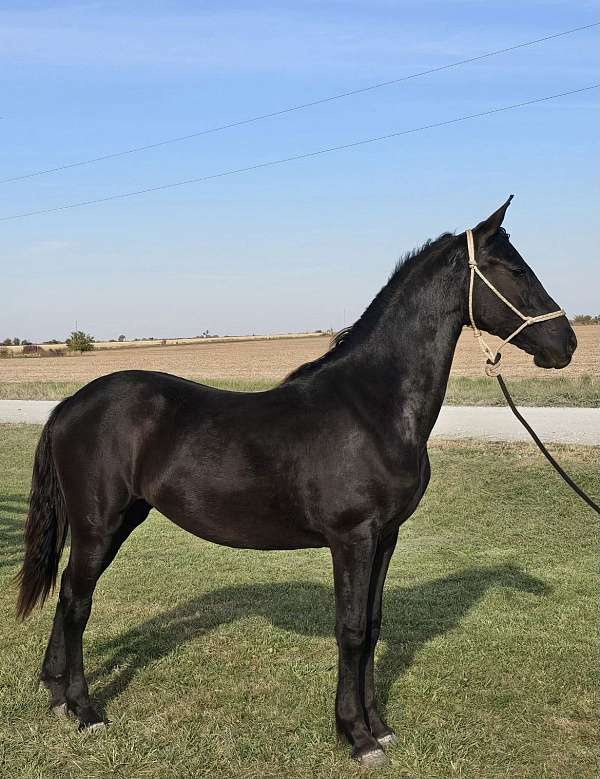 foundation-breeding-friesian-horse