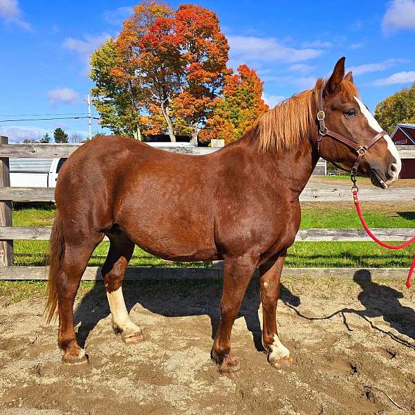 beginner-draft-horse