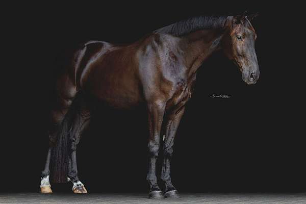 oldna-warmblood-gelding