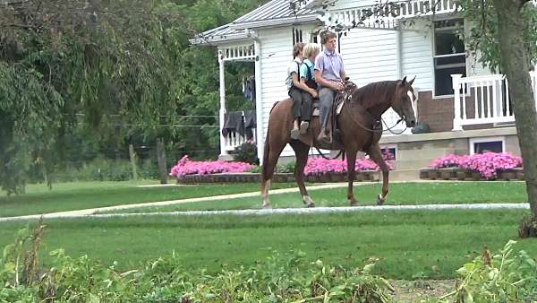 amish-broke-welsh-pony