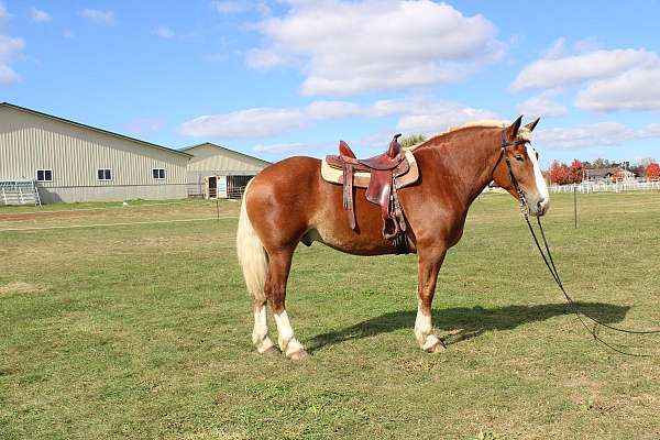 white-strip-mane-tail-horse