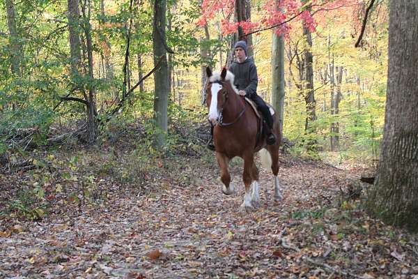 all-around-belgian-horse