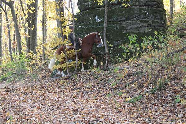 beginner-belgian-horse