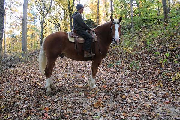 draft-belgian-horse