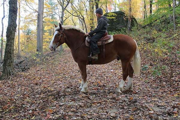 driving-belgian-horse