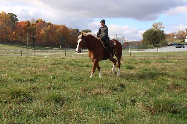 parade-belgian-horse