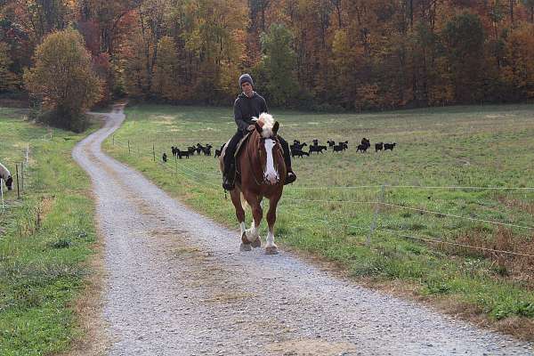 kid-safe-belgian-horse