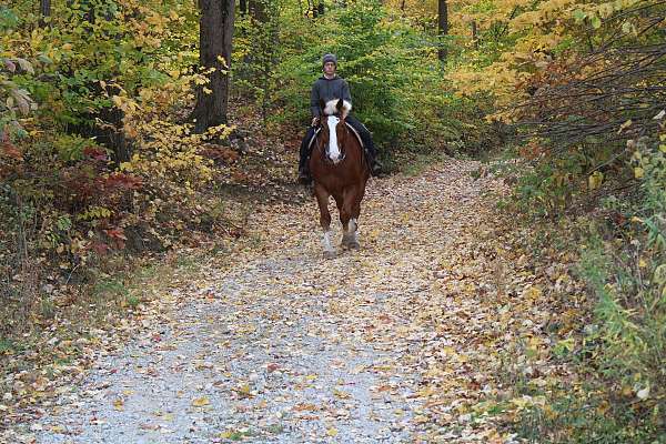 husband-safe-belgian-horse