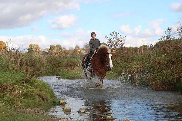 playday-belgian-horse