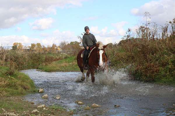 pleasure-driving-belgian-horse