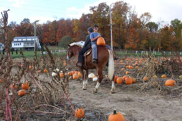 team-driving-belgian-horse