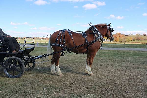 trail-belgian-horse