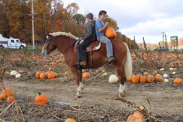 team-penning-belgian-horse