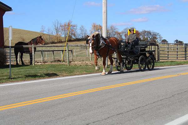 trail-riding-belgian-horse