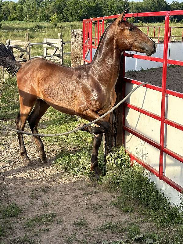 new-rider-andalusian-horse