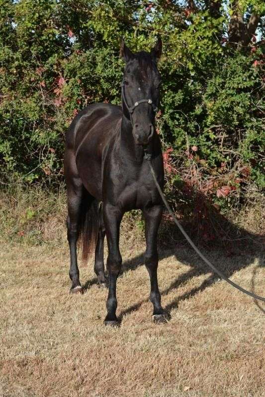 black-star-right-hind-cornet-white-horse