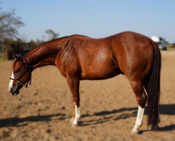 athletic-quarter-horse