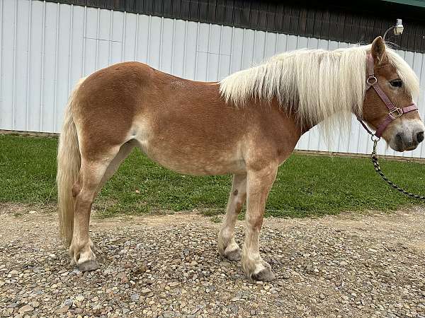 haflinger-mare