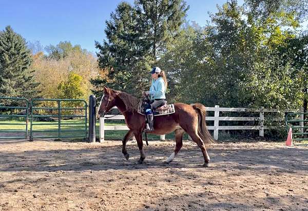 blaze-hind-sock-horse