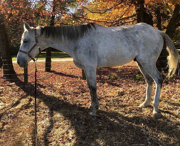 cross-reining-thoroughbred-warmblood-horse