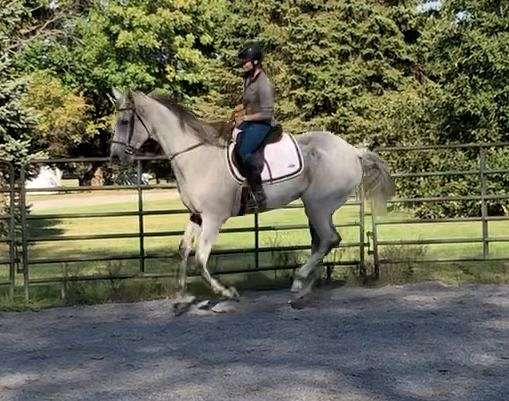 cross-reining-thoroughbred-warmblood-horse