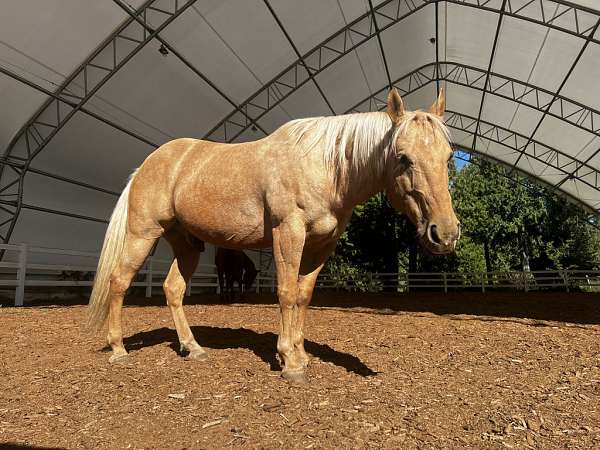 quarter-horse-gelding