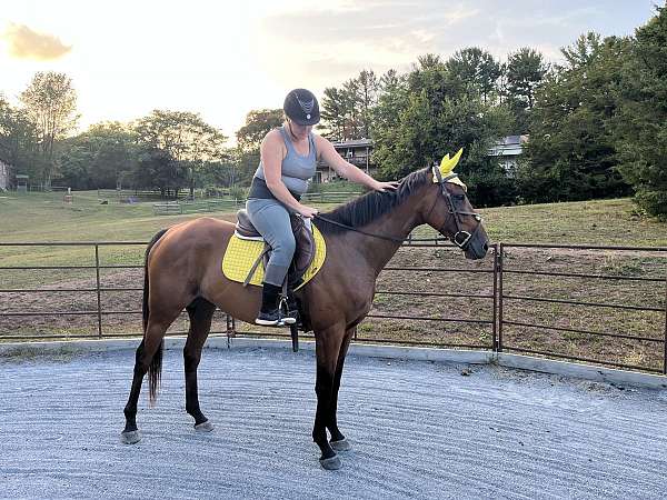 thoroughbred-gelding