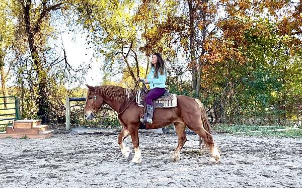 tra-haflinger-horse